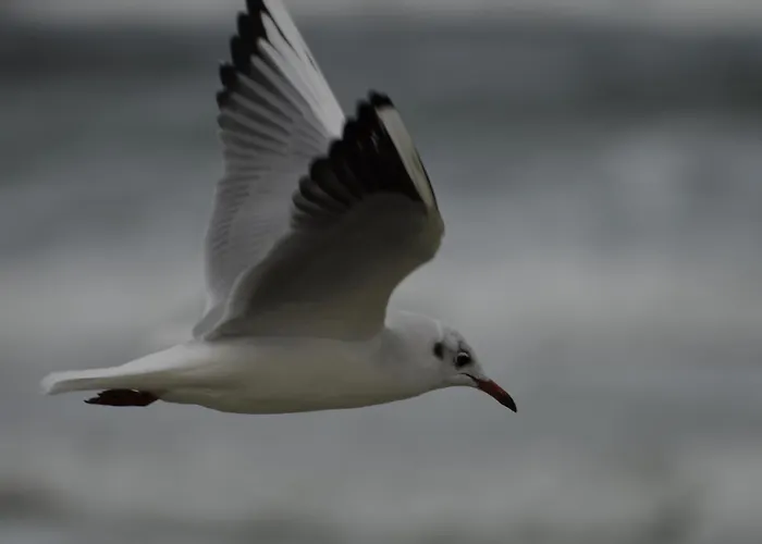 Apartamento W Kratke *